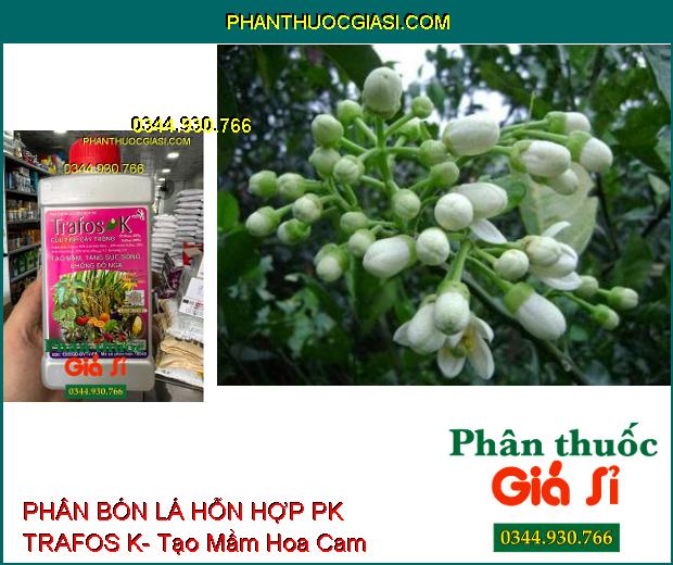 PHÂN BÓN LÁ HỖN HỢP PK TRAFOS K- Tạo Mầm- Tăng Sức Sống- Chống Đổ Ngã