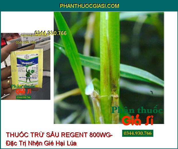 THUỐC TRỪ SÂU REGENT 800WG- Đặc Trị Sâu Lá- Cắt Đời Nhện Gié