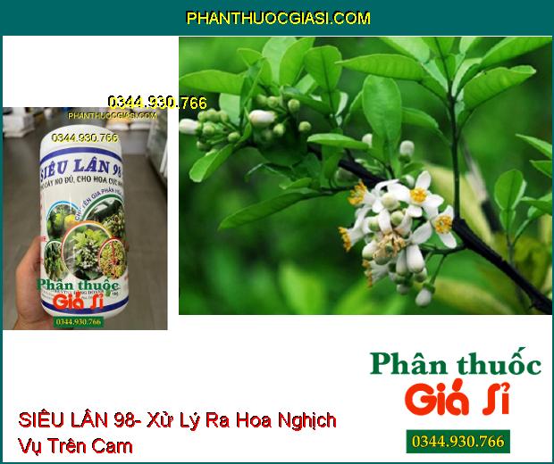 SIÊU LÂN 98- Tạo Mầm Hoa Cực Nhanh- Xử Lý Ra Hoa Nghịch Vụ- Chống Nghẹn Hoa