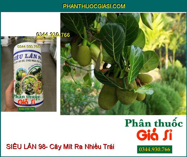 SIÊU LÂN 98- Tạo Mầm Hoa Cực Nhanh- Xử Lý Ra Hoa Nghịch Vụ- Chống Nghẹn Hoa