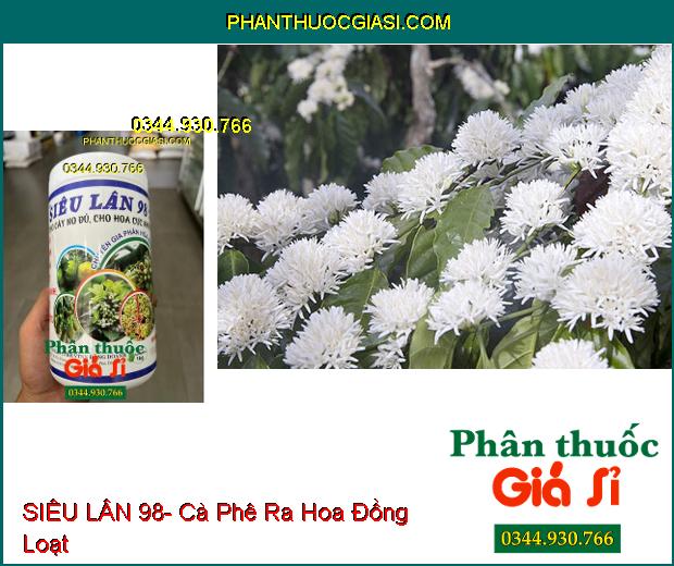 SIÊU LÂN 98- Tạo Mầm Hoa Cực Nhanh- Xử Lý Ra Hoa Nghịch Vụ- Chống Nghẹn Hoa