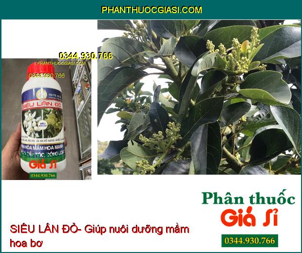 SIÊU LÂN ĐỎ- Thúc Già Lá- Phân Hóa Mầm Hoa Mạnh- Phục Hồi Sau Thu Hoạch