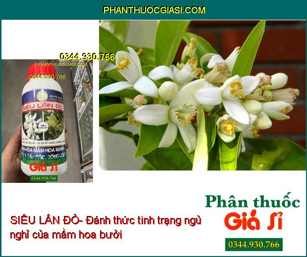 SIÊU LÂN ĐỎ- Thúc Già Lá- Phân Hóa Mầm Hoa Mạnh- Phục Hồi Sau Thu Hoạch