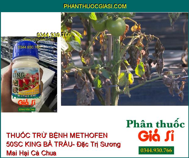 THUỐC TRỪ BỆNH METHOFEN 50SC KING BẢ TRẦU- Đặc Trị Sương Mai Hại Cà Chua