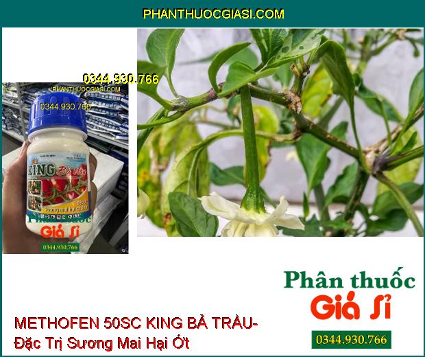 THUỐC TRỪ BỆNH METHOFEN 50SC KING BẢ TRẦU- Đặc Trị Sương Mai Hại Cà Chua