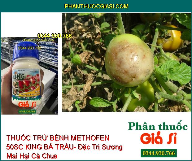 THUỐC TRỪ BỆNH METHOFEN 50SC KING BẢ TRẦU- Đặc Trị Sương Mai Hại Cà Chua