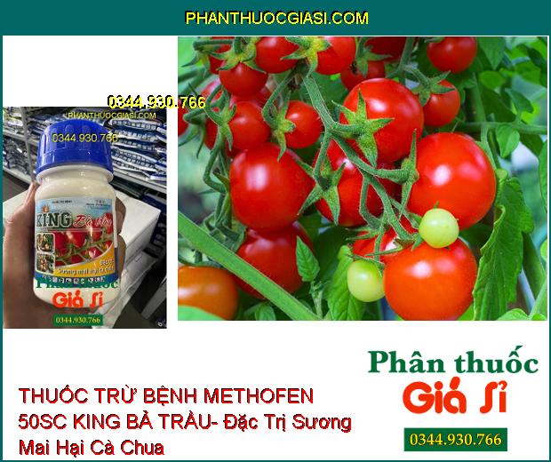 THUỐC TRỪ BỆNH METHOFEN 50SC KING BẢ TRẦU- Đặc Trị Sương Mai Hại Cà Chua