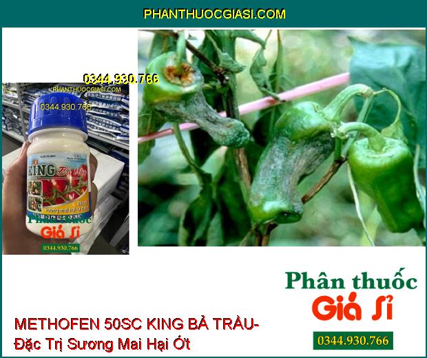 THUỐC TRỪ BỆNH METHOFEN 50SC KING BẢ TRẦU- Đặc Trị Sương Mai Hại Cà Chua