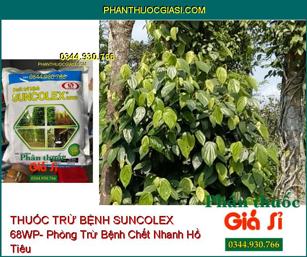 THUỐC TRỪ BỆNH SUNCOLEX 68WP- Đặc Trị Bệnh Loét Sọc Mặt Cạo Trên Cao Su- Chết Nhanh Trên Hồ Tiêu