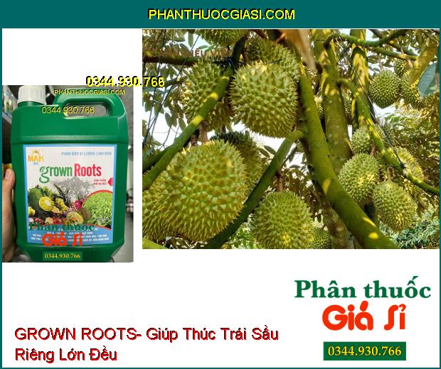 PHÂN BÓN VI LƯỢNG GROWN ROOTS- Hạ Phèn- Ra Rễ Nhanh- Mập Chồi- Vọt Hoa- Thúc Lớn Trái- Đẹp Trái