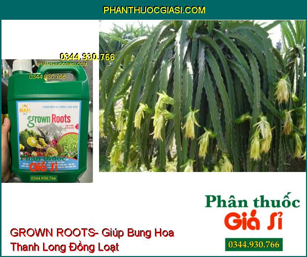 PHÂN BÓN VI LƯỢNG GROWN ROOTS- Hạ Phèn- Ra Rễ Nhanh- Mập Chồi- Vọt Hoa- Thúc Lớn Trái- Đẹp Trái