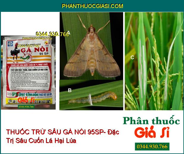 THUỐC TRỪ SÂU GÀ NÒI 95SP- Đặc Trị Sâu Đục Thân- Sâu Cuốn Lá Hại Lúa