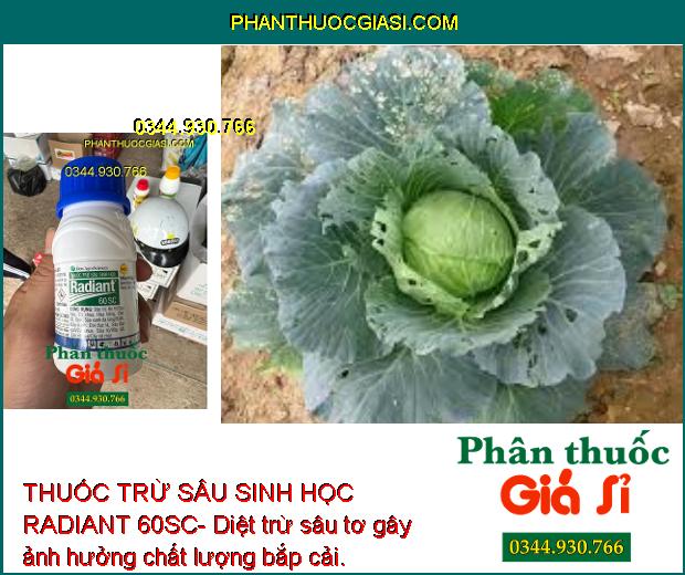 THUỐC TRỪ SÂU SINH HỌC RADIANT 60SC- Đặc Trị Bọ Trĩ- Sâu Xanh- Dòi Đục Lá