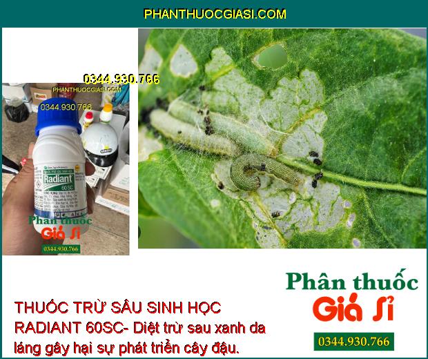 THUỐC TRỪ SÂU SINH HỌC RADIANT 60SC- Đặc Trị Bọ Trĩ- Sâu Xanh- Dòi Đục Lá