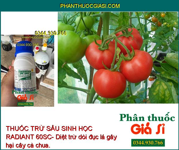 THUỐC TRỪ SÂU SINH HỌC RADIANT 60SC- Đặc Trị Bọ Trĩ- Sâu Xanh- Dòi Đục Lá