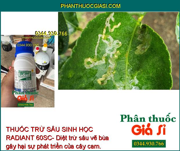 THUỐC TRỪ SÂU SINH HỌC RADIANT 60SC- Đặc Trị Bọ Trĩ- Sâu Xanh- Dòi Đục Lá