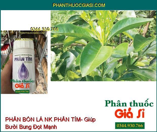 PHÂN BÓN LÁ NK PHÂN TÍM- Kích Thích Cây Sinh Trưởng Nhanh- Làm Lớn Trái Nhanh- Tăng Năng Suất