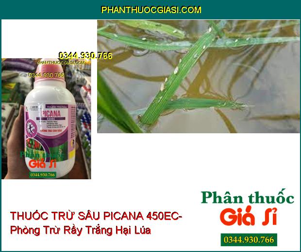 THUỐC TRỪ SÂU PICANA 450EC- Phòng Trừ Rầy Trắng- Diệt Sâu Kháng Thuốc