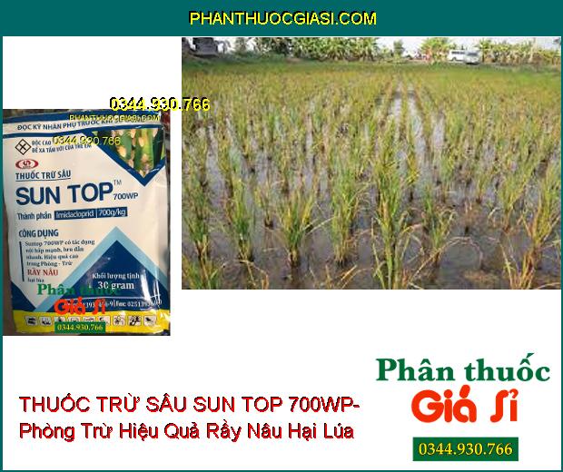 THUỐC TRỪ SÂU SUN TOP 700WP- Phòng Trừ Hiệu Quả Rầy Nâu Hại Lúa