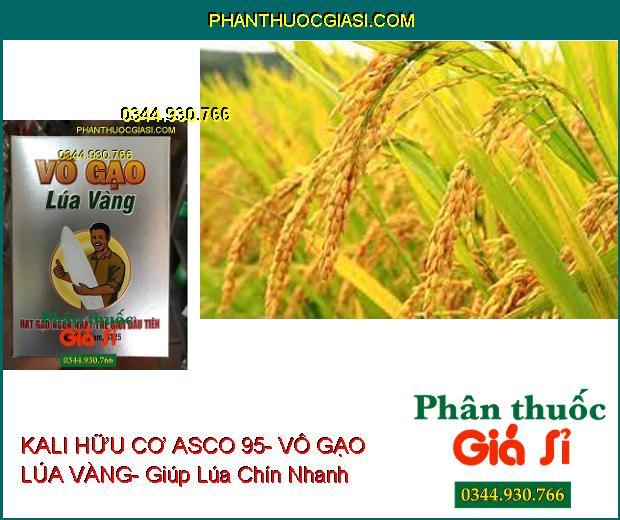 PHÂN BÓN LÁ KALI HỮU CƠ ASCO 95- VÔ GẠO LÚA VÀNG- Xanh Gié- No Nóc- Sáng Hạt- Nặng Ký