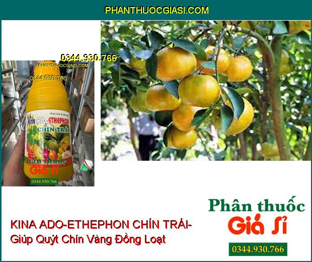 PHÂN BÓN LÁ SINH HỌC KINA ADO-ETHEPHON CHÍN TRÁI- Chín Trái Nhanh- Màu Sắc Đẹp- Chống Sượng Trái