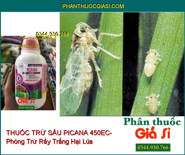 THUỐC TRỪ SÂU PICANA 450EC- Phòng Trừ Rầy Trắng- Diệt Sâu Kháng Thuốc