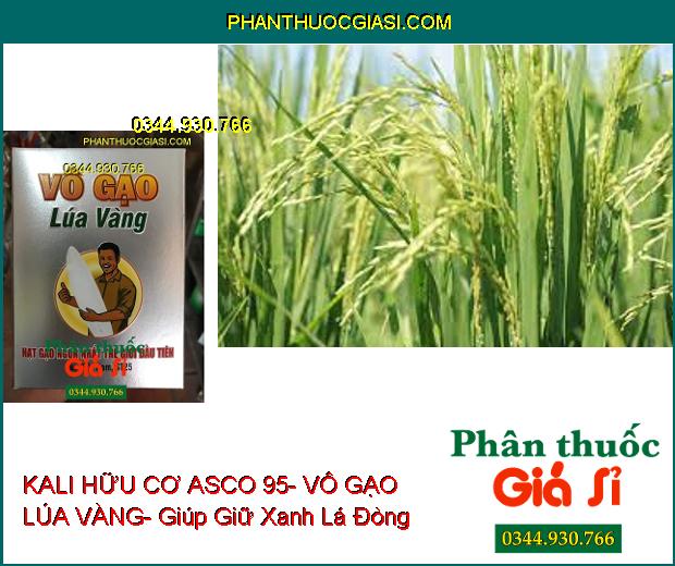 PHÂN BÓN LÁ KALI HỮU CƠ ASCO 95- VÔ GẠO LÚA VÀNG- Xanh Gié- No Nóc- Sáng Hạt- Nặng Ký