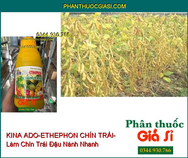 PHÂN BÓN LÁ SINH HỌC KINA ADO-ETHEPHON CHÍN TRÁI- Chín Trái Nhanh- Màu Sắc Đẹp- Chống Sượng Trái