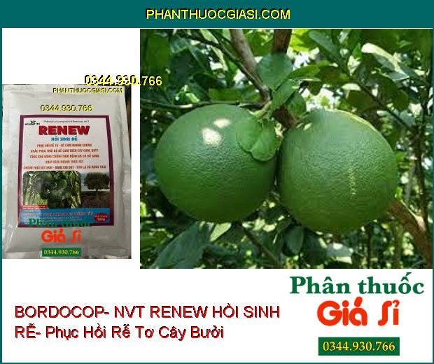 PHÂN BÓN VI LƯỢNG BORDOCOP- NVT RENEW HỒI SINH RỄ- Phục Hồi Rễ- Khắc Phục Thối Rễ- Chống Thối Đọt Non