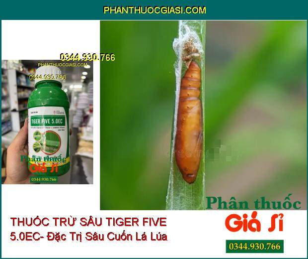 THUỐC TRỪ SÂU TIGER FIVE 5.0EC- Đặc Trị Sâu Cuốn Lá