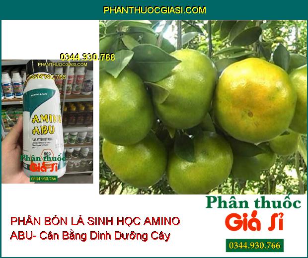 PHÂN BÓN LÁ SINH HỌC AMINO ABU- Cân Bằng Dinh Dưỡng Cây Trồng- Làm Lớn Trái Nhanh