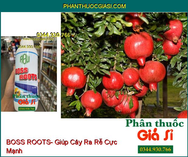 BOSS ROOTS- Ra Rễ Cực Mạnh- Tăng Khả Năng Quang Hợp- Tăng Ra Hoa