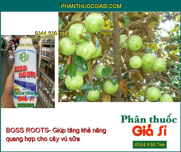 BOSS ROOTS- Ra Rễ Cực Mạnh- Tăng Khả Năng Quang Hợp- Tăng Ra Hoa