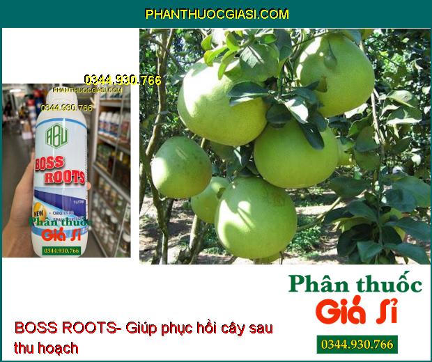 BOSS ROOTS- Ra Rễ Cực Mạnh- Tăng Khả Năng Quang Hợp- Tăng Ra Hoa