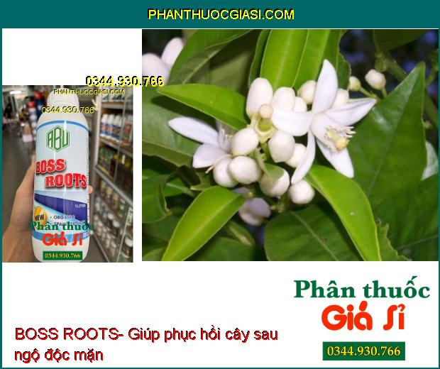 BOSS ROOTS- Ra Rễ Cực Mạnh- Tăng Khả Năng Quang Hợp- Tăng Ra Hoa