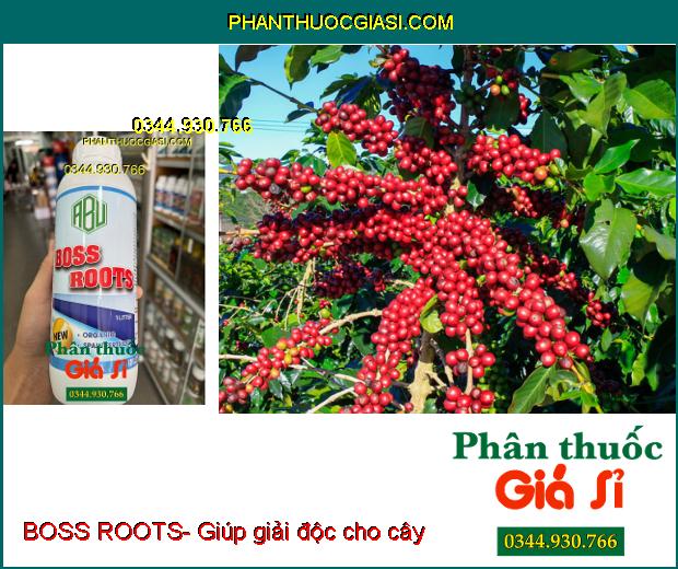 BOSS ROOTS- Ra Rễ Cực Mạnh- Tăng Khả Năng Quang Hợp- Tăng Ra Hoa