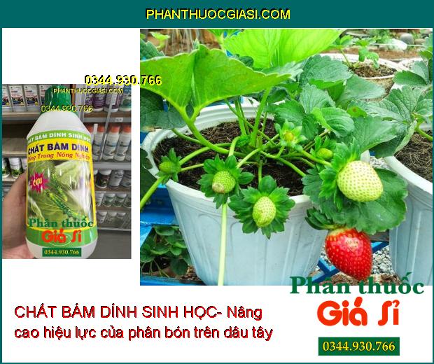 CHẤT BÁM DÍNH SINH HỌC- Nâng Cao Hiệu Lực Và Độ Bền Của Phân Bón Và Thuốc BVTV