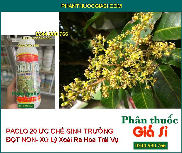 PACLO 20 ỨC CHẾ SINH TRƯỞNG ĐỌT NON- Xử Lý Ra Hoa Trái Vụ