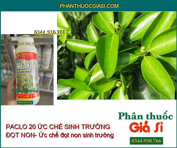 PACLO 20 ỨC CHẾ SINH TRƯỞNG ĐỌT NON- Xử Lý Ra Hoa Trái Vụ