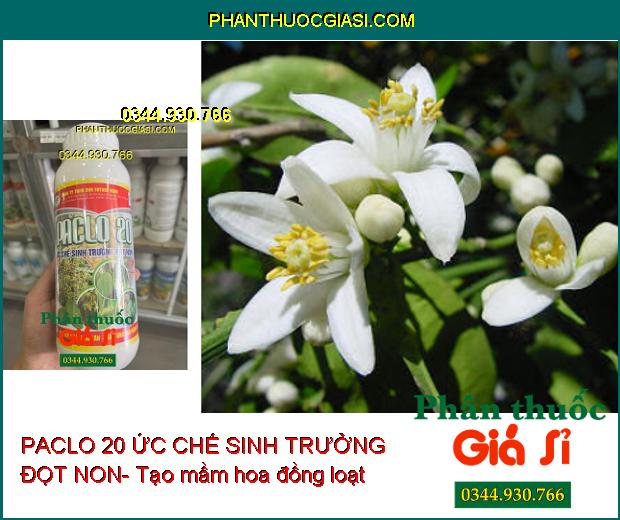 PACLO 20 ỨC CHẾ SINH TRƯỞNG ĐỌT NON- Xử Lý Ra Hoa Trái Vụ