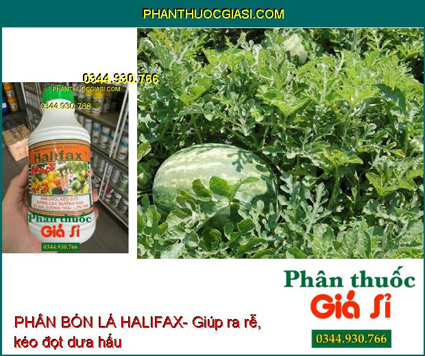 PHÂN BÓN LÁ HALIFAX- Đâm Chồi- Kéo Đọt- Dưỡng Hoa- Dưỡng Trái