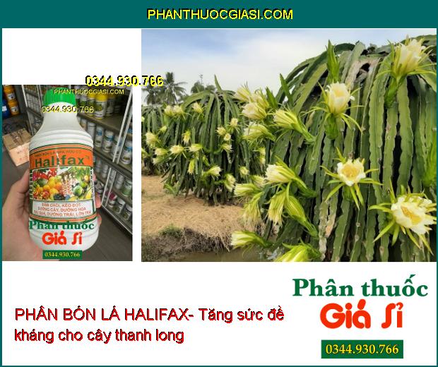 PHÂN BÓN LÁ HALIFAX- Đâm Chồi- Kéo Đọt- Dưỡng Hoa- Dưỡng Trái