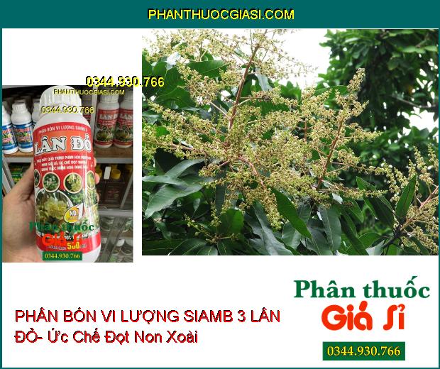 PHÂN BÓN VI LƯỢNG SIAMB 3 LÂN ĐỎ- Ức Chế Đọt Non- Thúc Đẩy Phân Hóa Mầm Hoa