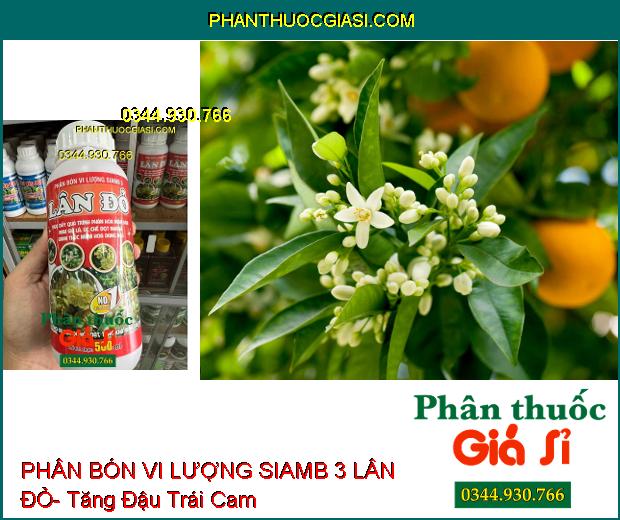 PHÂN BÓN VI LƯỢNG SIAMB 3 LÂN ĐỎ- Ức Chế Đọt Non- Thúc Đẩy Phân Hóa Mầm Hoa