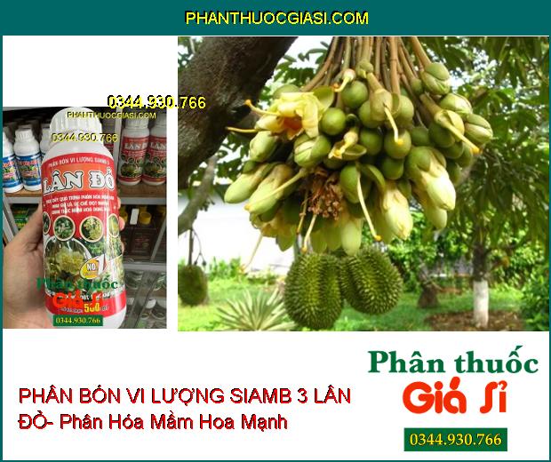 PHÂN BÓN VI LƯỢNG SIAMB 3 LÂN ĐỎ- Ức Chế Đọt Non- Thúc Đẩy Phân Hóa Mầm Hoa