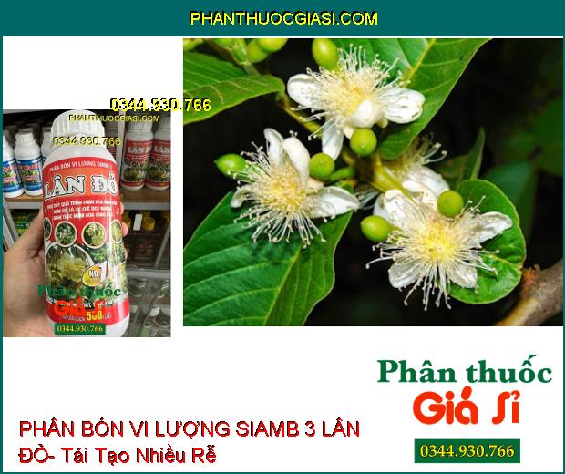 PHÂN BÓN VI LƯỢNG SIAMB 3 LÂN ĐỎ- Ức Chế Đọt Non- Thúc Đẩy Phân Hóa Mầm Hoa