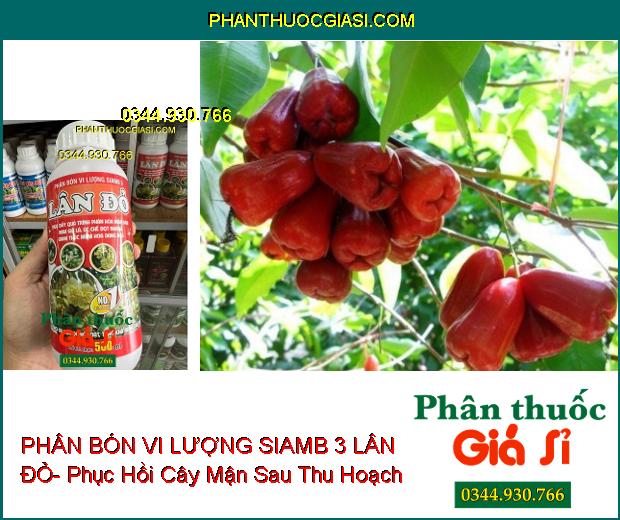 PHÂN BÓN VI LƯỢNG SIAMB 3 LÂN ĐỎ- Ức Chế Đọt Non- Thúc Đẩy Phân Hóa Mầm Hoa