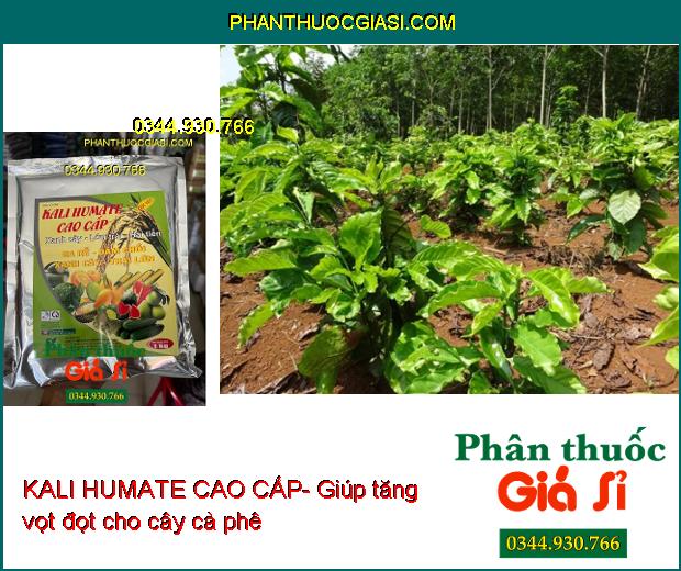 KALI HUMATE CAO CẤP- Ra Rễ- Đâm Chồi- Xanh Cây- Lớn Trái