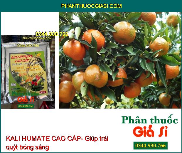 KALI HUMATE CAO CẤP- Ra Rễ- Đâm Chồi- Xanh Cây- Lớn Trái