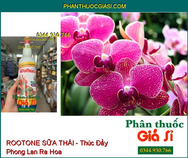 ROOTONE SỮA THÁI - Điều Hòa Sinh Trưởng Cho Cây Trồng- Bổ Sung Vi Lượng